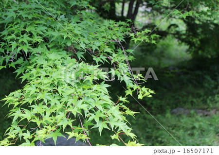 もみじ 16507171