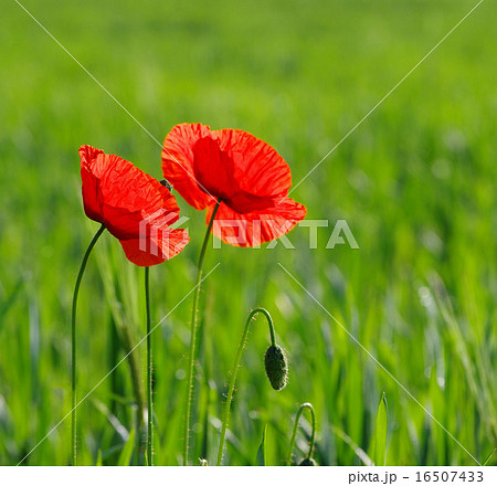 red poppy 16507433