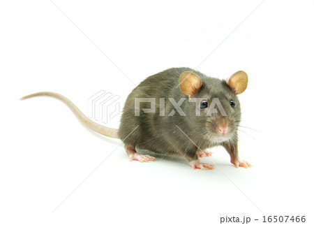 rat rat 16507466