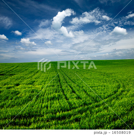 green field 16508019
