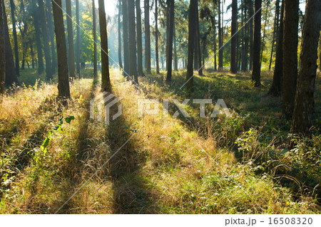forest trees 16508320