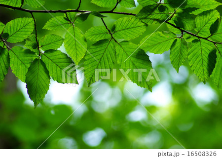 leaves background 16508326