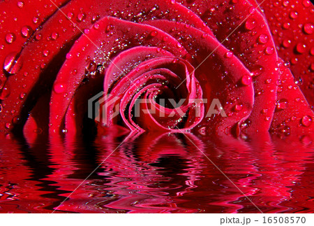 red rose red rose 16508570
