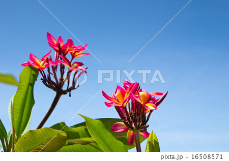 Red flowers Red flowers 16508571