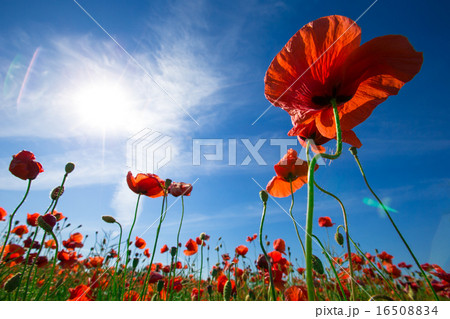 Poppy flower 16508834