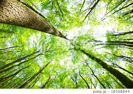 forest forest 16508844