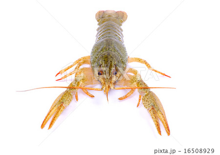 crawfish crawfish 16508929