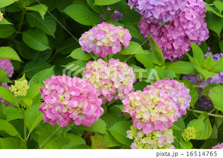 紫陽花 紫陽花 16514765