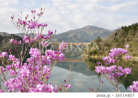 ミツバツツジ咲く宮ヶ瀬湖 16514807