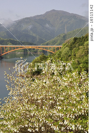 ドウダンツツジ咲く湖畔 16515142