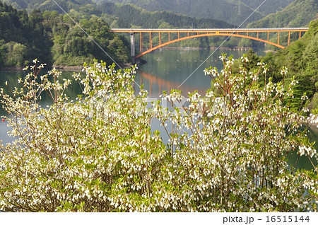 ドウダンツツジ咲く湖畔 ドウダンツツジ咲く湖畔 16515144