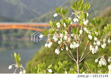 ドウダンツツジ咲く湖畔 16515148