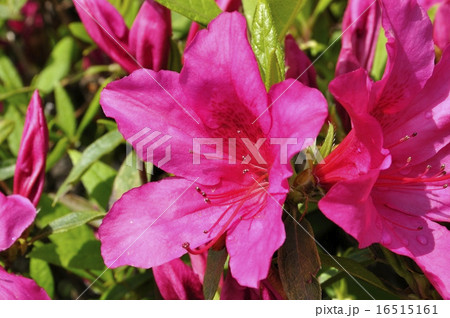 つつじの花 マヤフジン 16515161