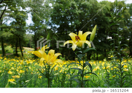 黄色いユリの花に蕾 黄色いユリの花に蕾 16515204