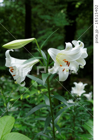 白いゆりの花と蕾の写真素材