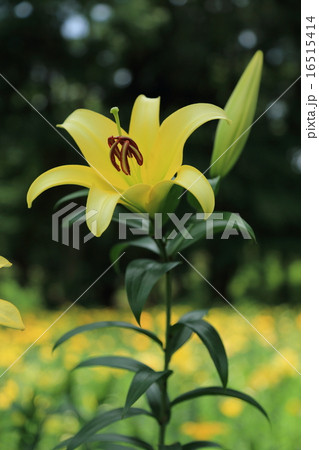 黄色いユリの花と蕾の写真素材