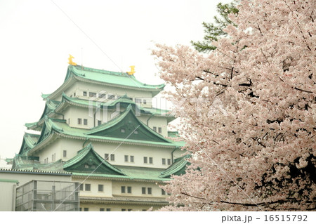 名古屋城と桜 16515792