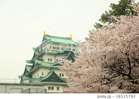 名古屋城と桜　コピースペース 16515793