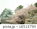 桜と名古屋城 16515795