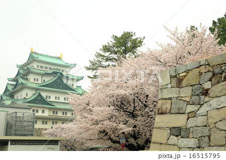 桜と名古屋城 16515795