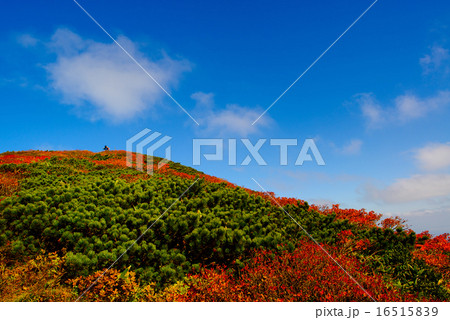 栗駒山の紅葉 16515839