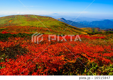 栗駒山の紅葉 16515847