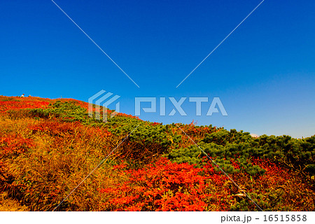 栗駒山の紅葉 16515858