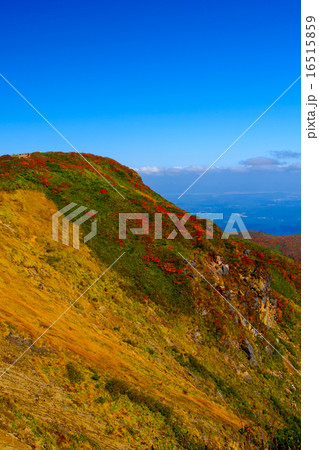 栗駒山の紅葉 16515859