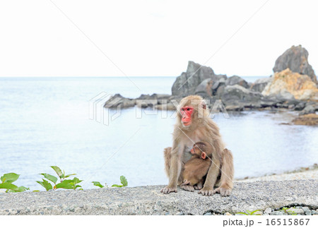 猿の親子、ニホンザルの親子、波勝崎モンキーベイ 16515867