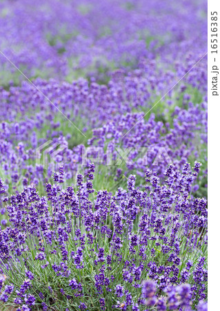 ラベンダー畑 16516385
