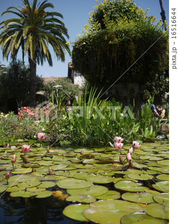 蓮の池　san juan capistrano 16516644