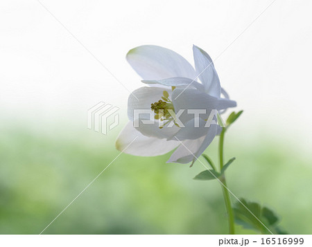 清楚な美しさの白花深山苧環 16516999