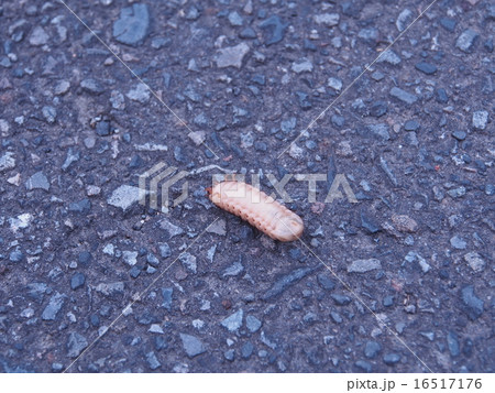 背面歩行するハナムグリの幼虫 16517176