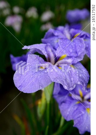 菖蒲 16517592