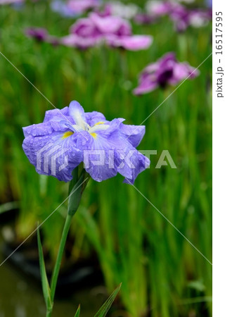 菖蒲 16517595