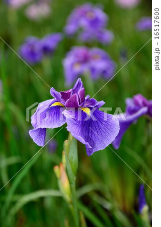 菖蒲 16517600