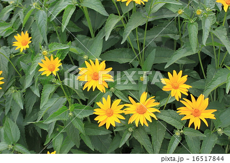 キクイモモドキの花 キクイモモドキの花 16517844