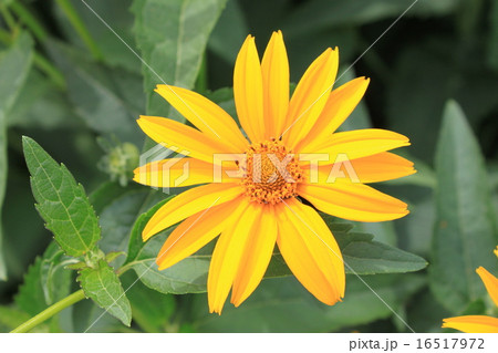 キクイモモドキの花 キクイモモドキの花 16517972
