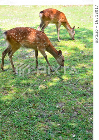 奈良の鹿 16518017