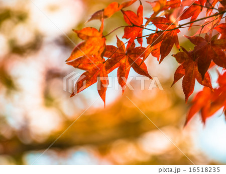 autumn leaves, very shallow focus 16518235