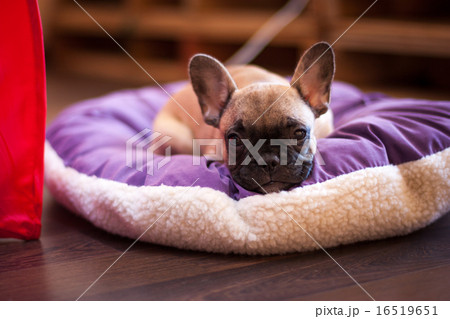 small sleeping French bulldog small sleeping French bulldog 16519651