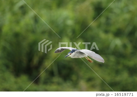 ゴイサギ 16519771