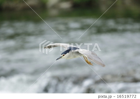 ゴイサギ 16519772