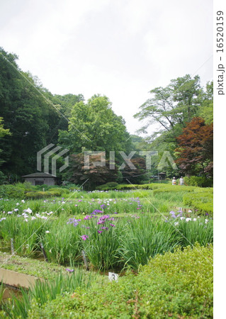 谷戸と菖蒲園 16520159