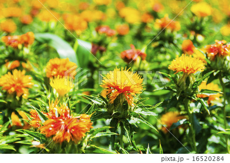 紅花・龍神の里じゃがらむら 16520284