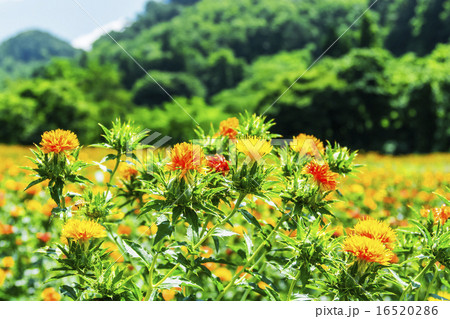 紅花・龍神の里じゃがらむら 16520286
