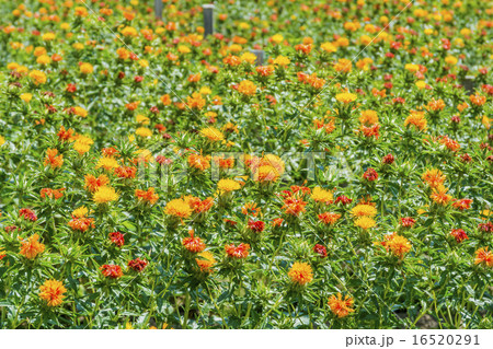 紅花・龍神の里じゃがらむら 紅花・龍神の里じゃがらむら 16520291