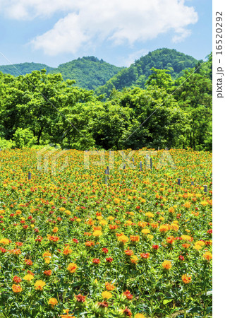 紅花・龍神の里じゃがらむら 紅花・龍神の里じゃがらむら 16520292