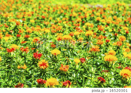 紅花・龍神の里じゃがらむら 16520301