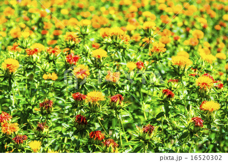 紅花・龍神の里じゃがらむら 16520302